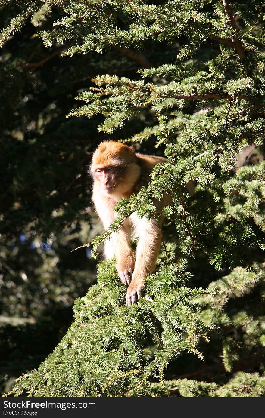 Wild Monkey In Morocco