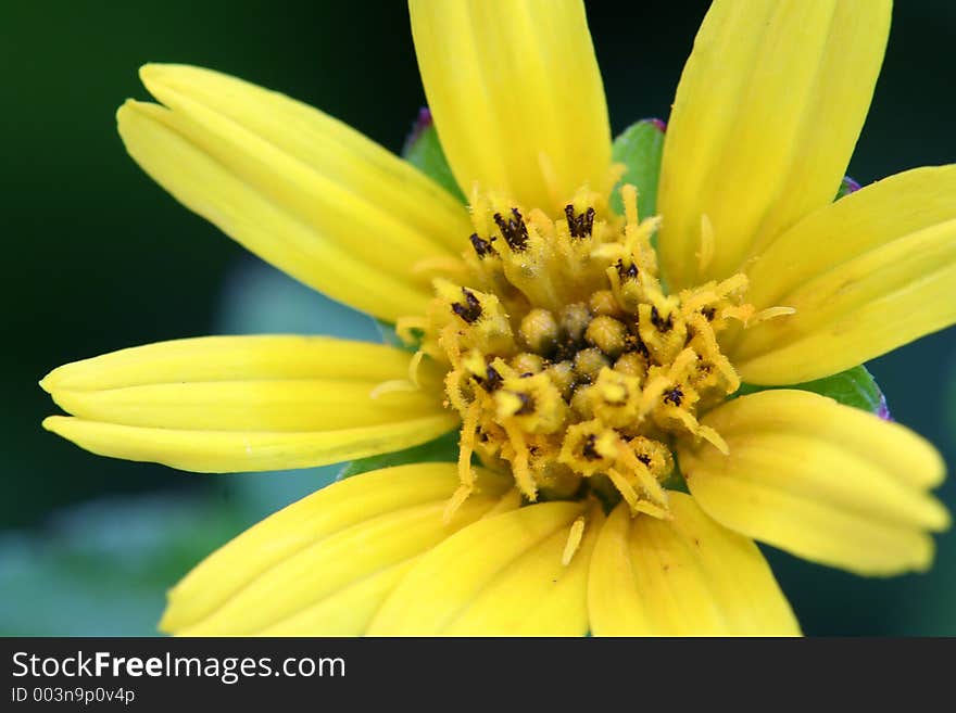 Yellow Flower