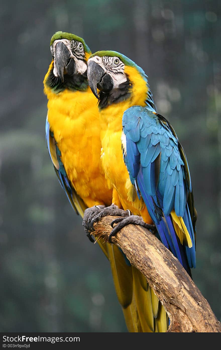 Wild macaws. Wild macaws