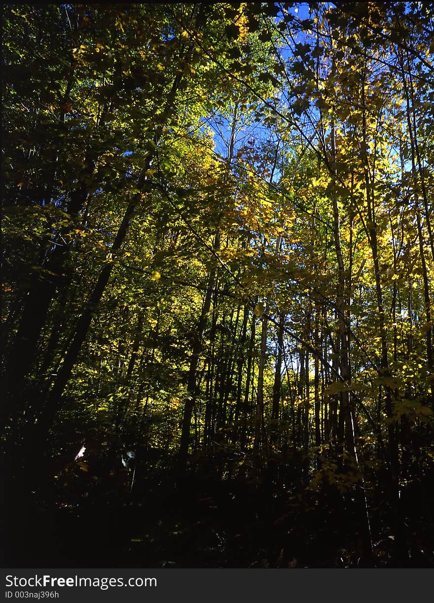 Autumn colours in forest in New Hampshire. Autumn colours in forest in New Hampshire