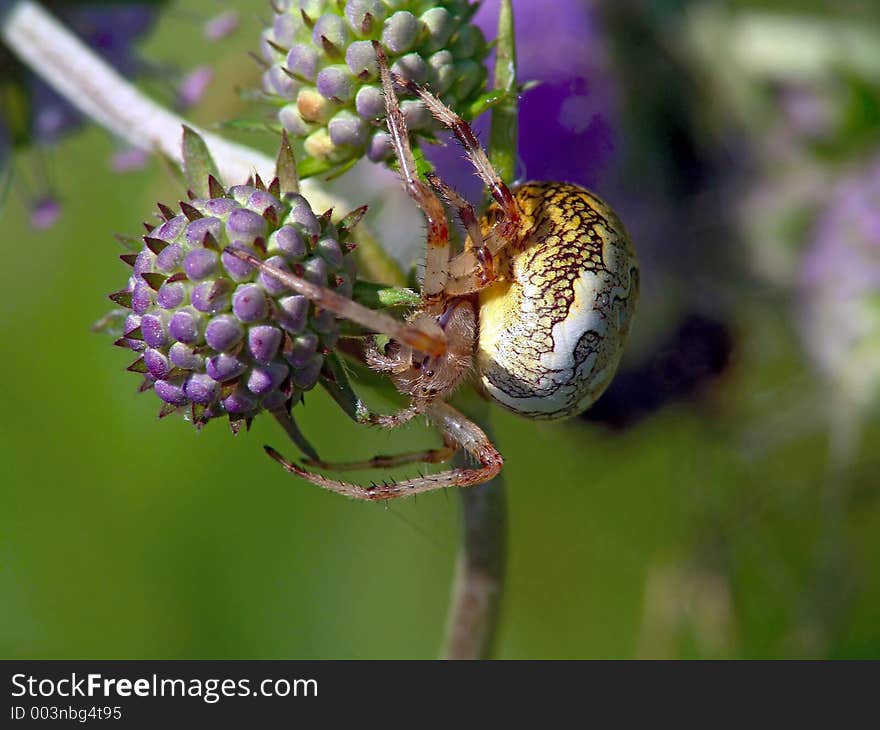 In the summer and it is possible to meet on a meadow or a glade in the autumn. A spider on flower Sussia pratensis. It is widespread. The photo is made in Moscow areas (Russia). Original date/time: 2004:08:09 11:29:52. In the summer and it is possible to meet on a meadow or a glade in the autumn. A spider on flower Sussia pratensis. It is widespread. The photo is made in Moscow areas (Russia). Original date/time: 2004:08:09 11:29:52.