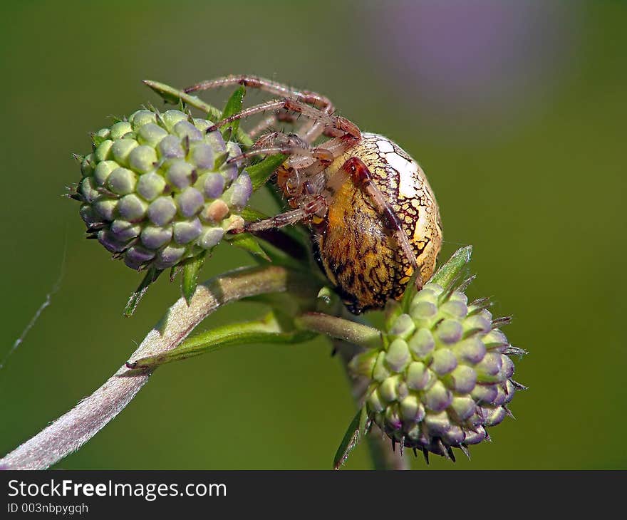 In the summer and it is possible to meet on a meadow or a glade in the autumn. A spider on flower Sussia pratensis. It is widespread. The photo is made in Moscow areas (Russia). Original date/time: 2004:08:09 11:31:18. In the summer and it is possible to meet on a meadow or a glade in the autumn. A spider on flower Sussia pratensis. It is widespread. The photo is made in Moscow areas (Russia). Original date/time: 2004:08:09 11:31:18.