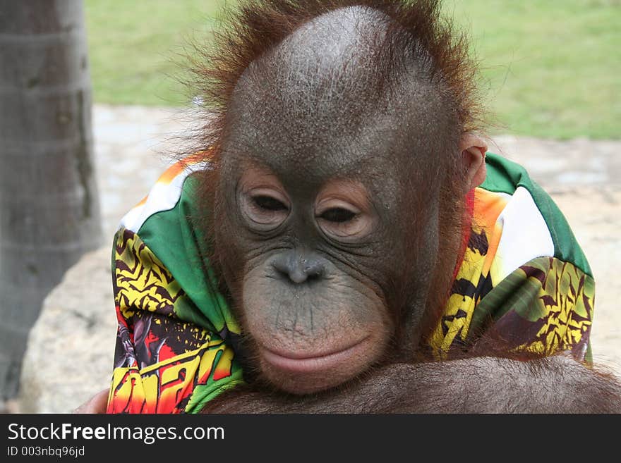 A monkey in thailand is ignoring his owner and the guests to the park. A monkey in thailand is ignoring his owner and the guests to the park