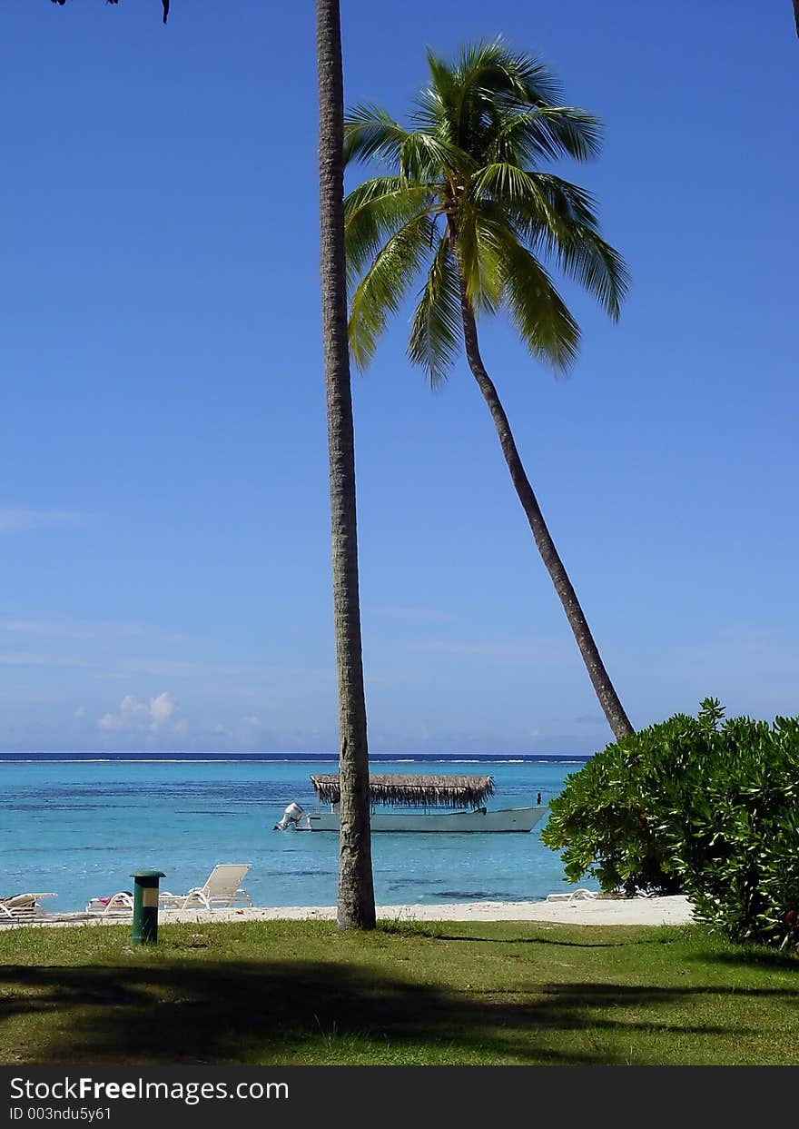 Calm beach with palm trees. Calm beach with palm trees