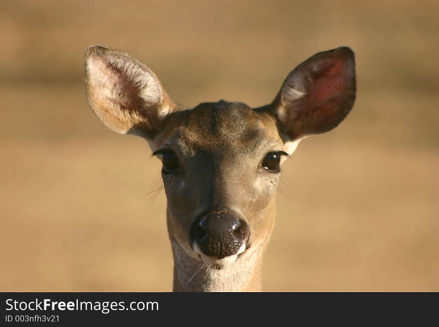 Young Deer