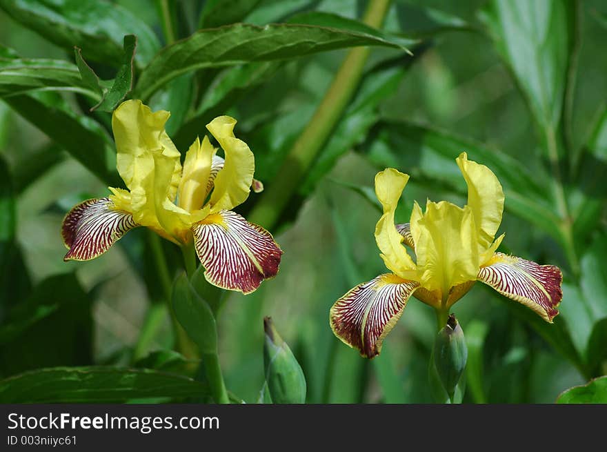 Two yellow flower with purple colored petals and green background.