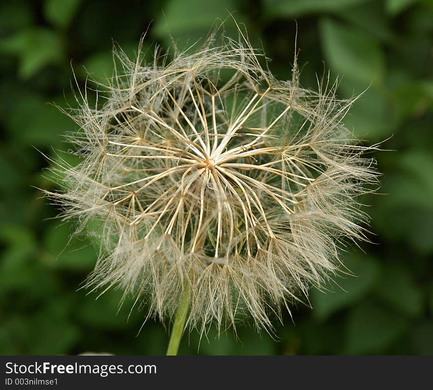 Close-up of a dandelion flower with green background.