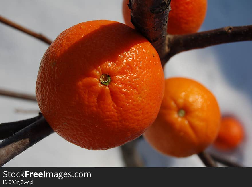 Ice oranges during winter time