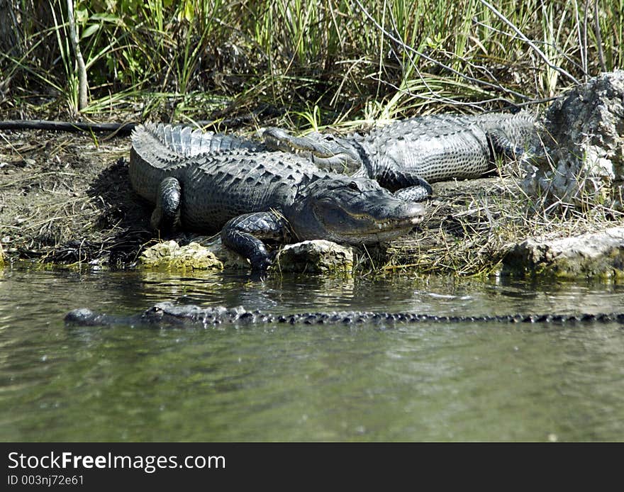 Alligators of Florida lounging and looking for food. Alligators of Florida lounging and looking for food