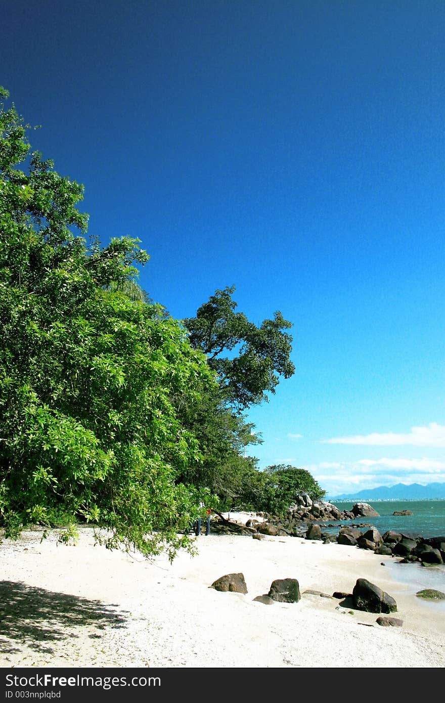 Beach and trees. Beach and trees