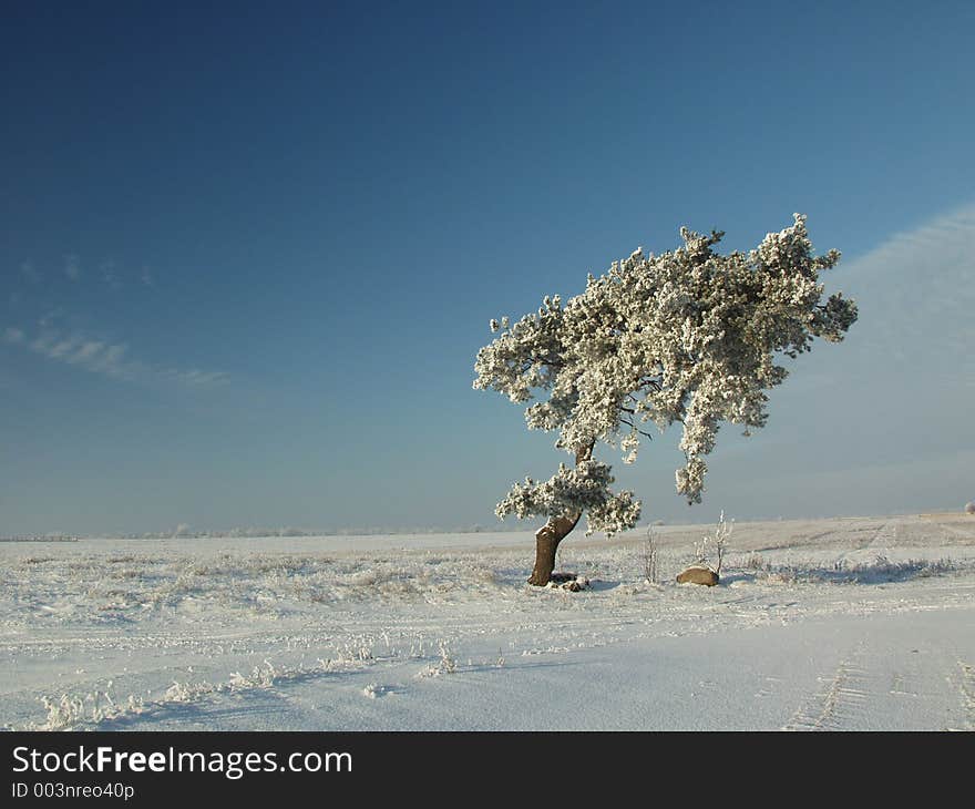 Lonely tree in the winter landscape. Lonely tree in the winter landscape.