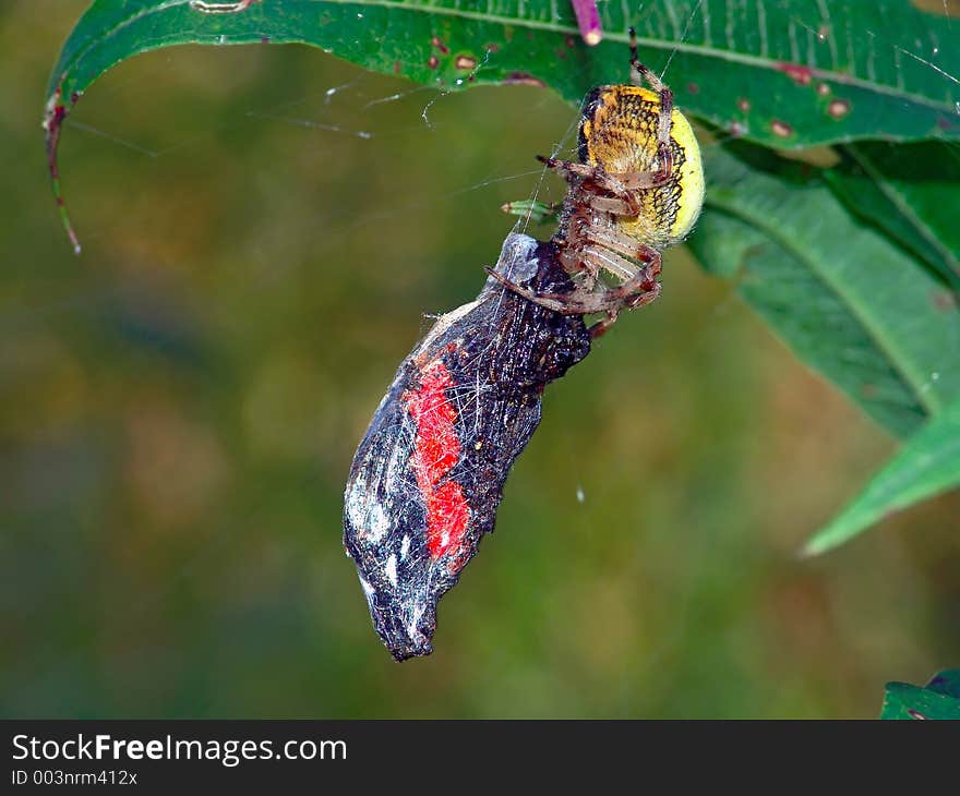 Spider of family Argiopidae and its victim.