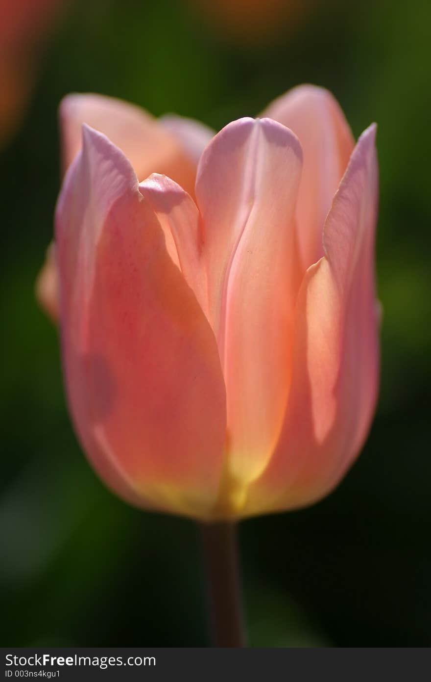 Pink tulip on green background