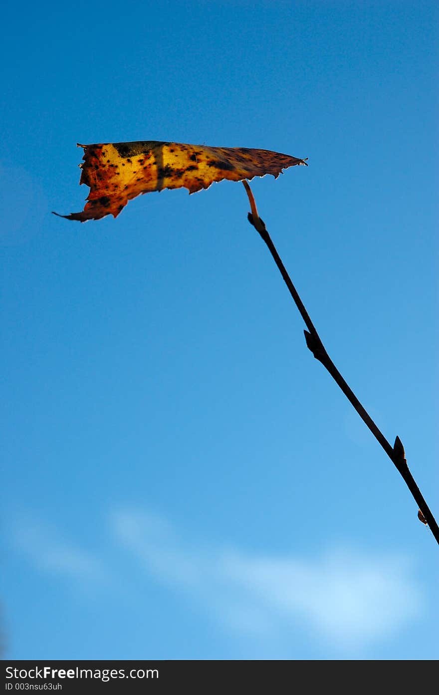 The last leaf. The last leaf