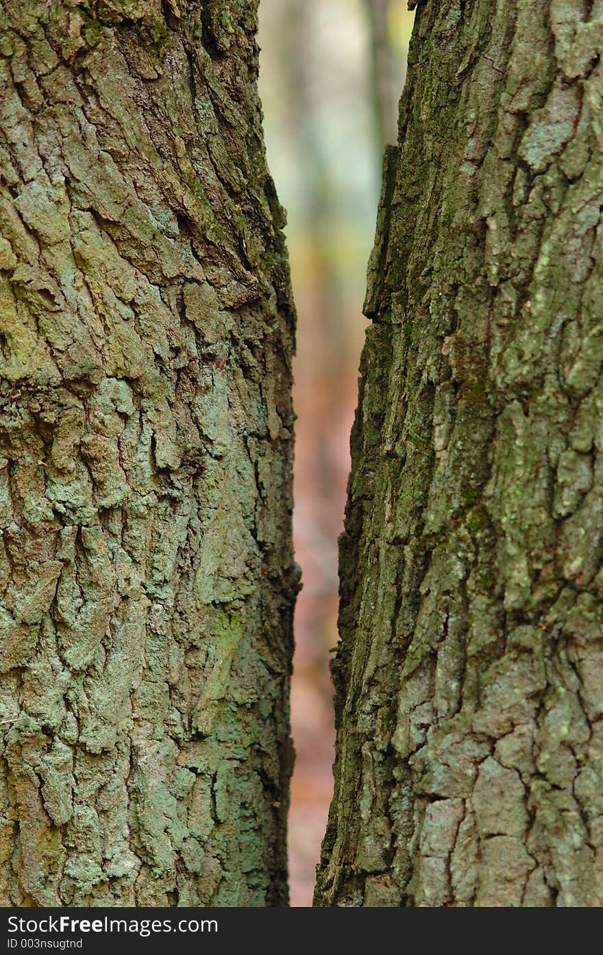 Nice perspective between two trees. Nice perspective between two trees