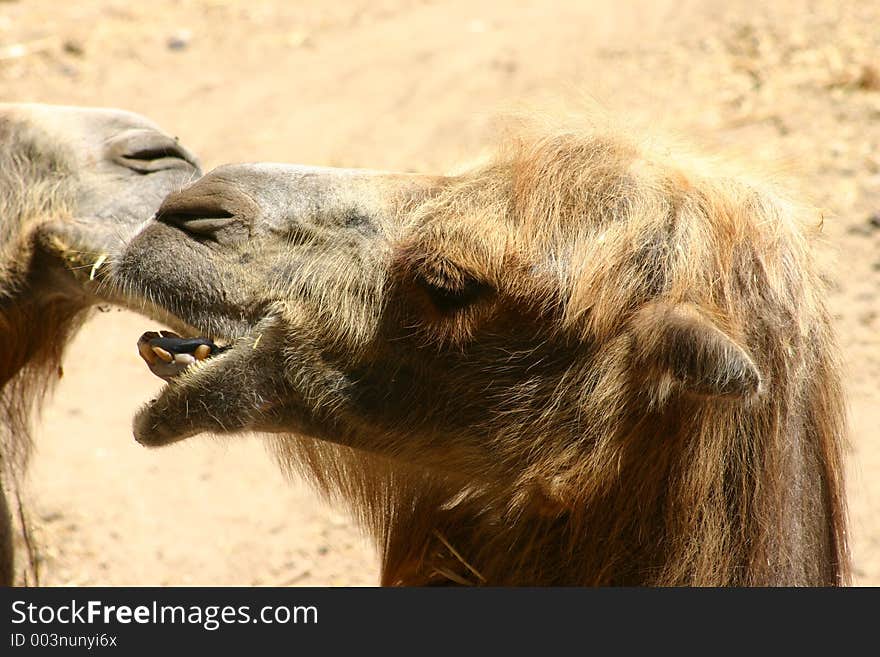 A camel head in profile