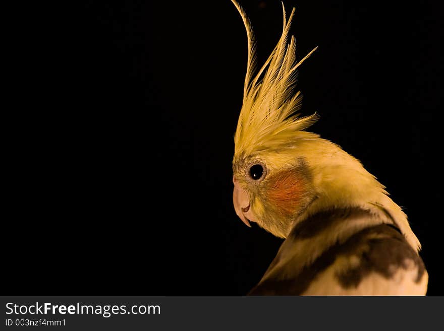 Yellow Cockatiel