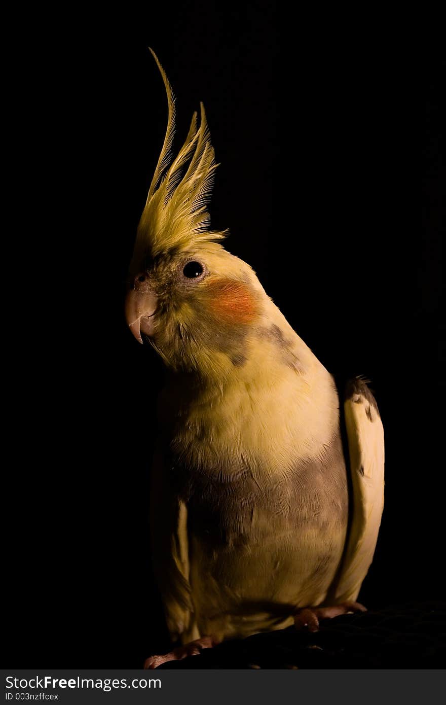 Yellow Cockatiel