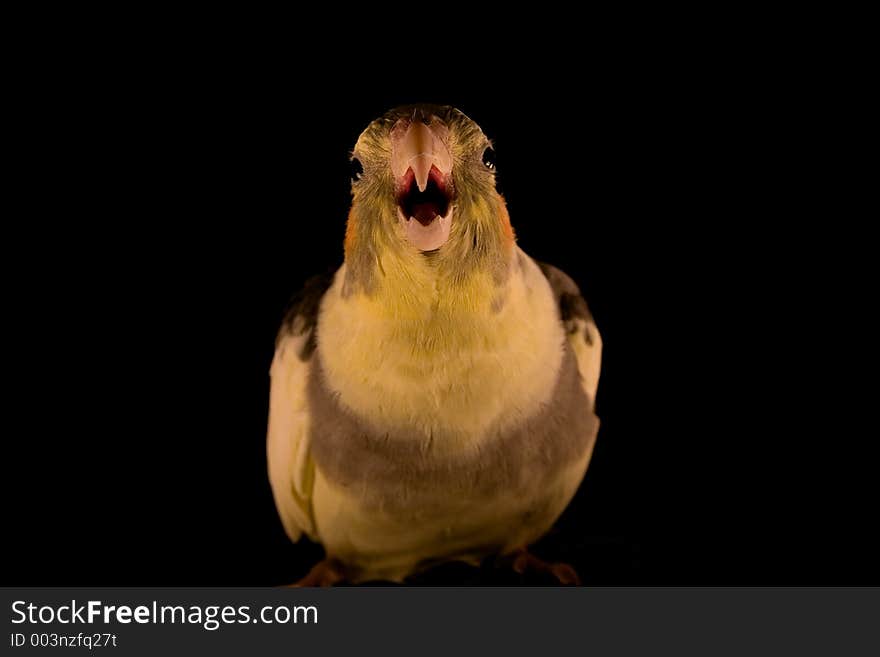 Yellow Cockatiel attack