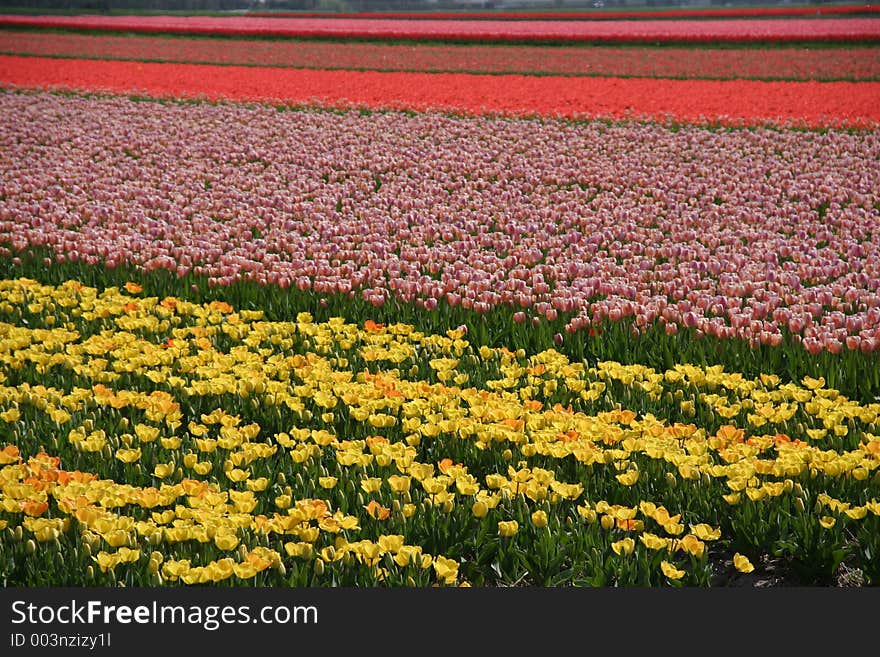 Tulips in spring time. Tulips in spring time