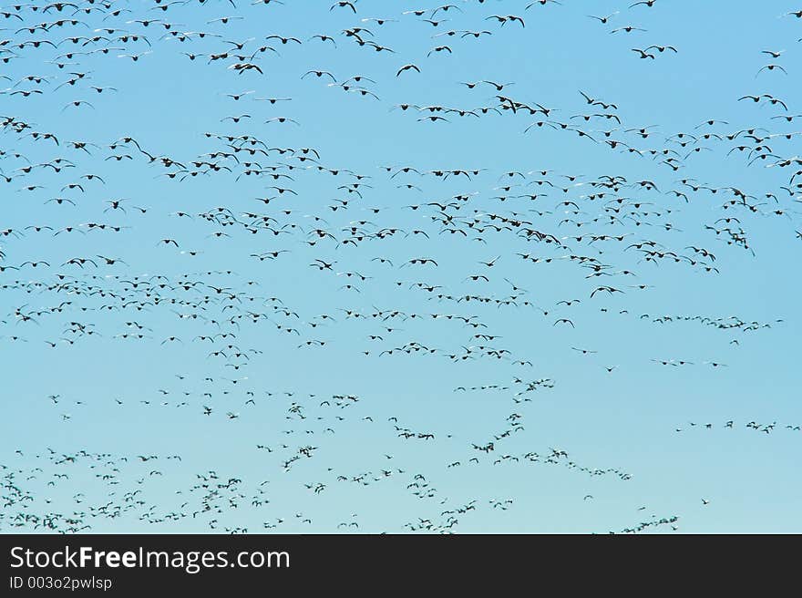 A ground view of a flock of Siberian Snow Geese flying during the winter stay at Fir Island in Skagit County, Washington. A ground view of a flock of Siberian Snow Geese flying during the winter stay at Fir Island in Skagit County, Washington.