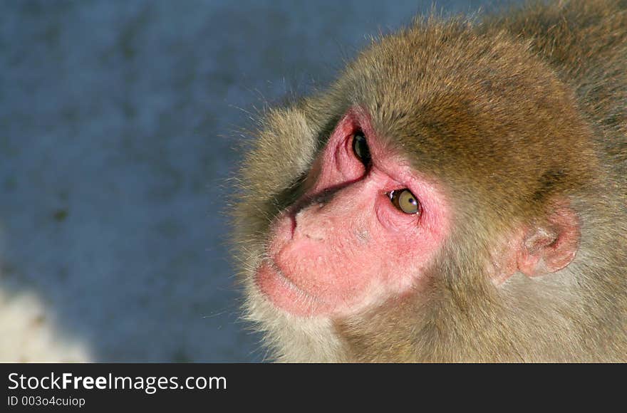 A Japanese macaque looking up