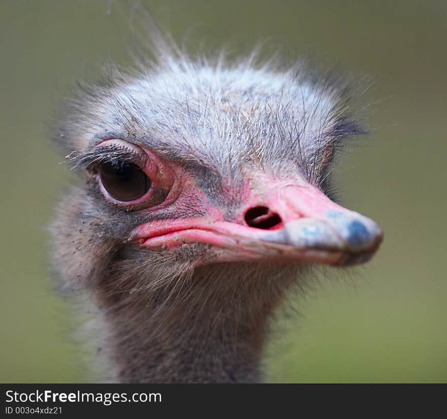 Ostrich head