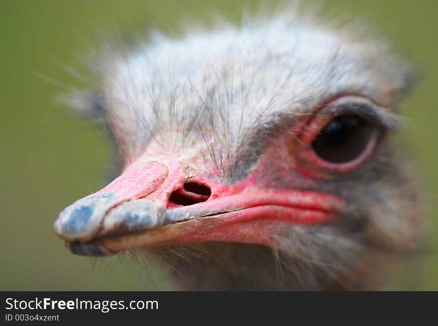 Ostrich beak