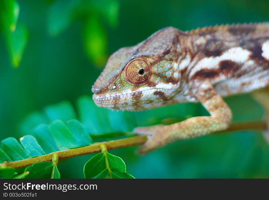 Wild chameleon, Madagascar