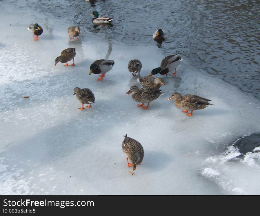 Duck Lunch