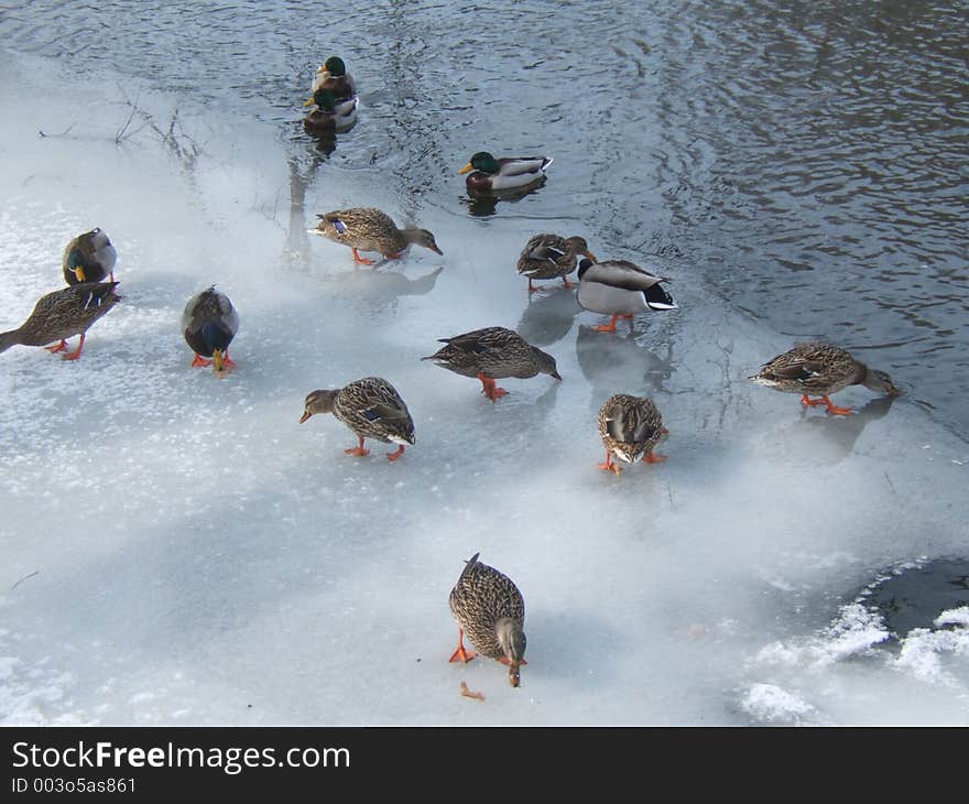 Ducks eating bread on ice in the river. Ducks eating bread on ice in the river