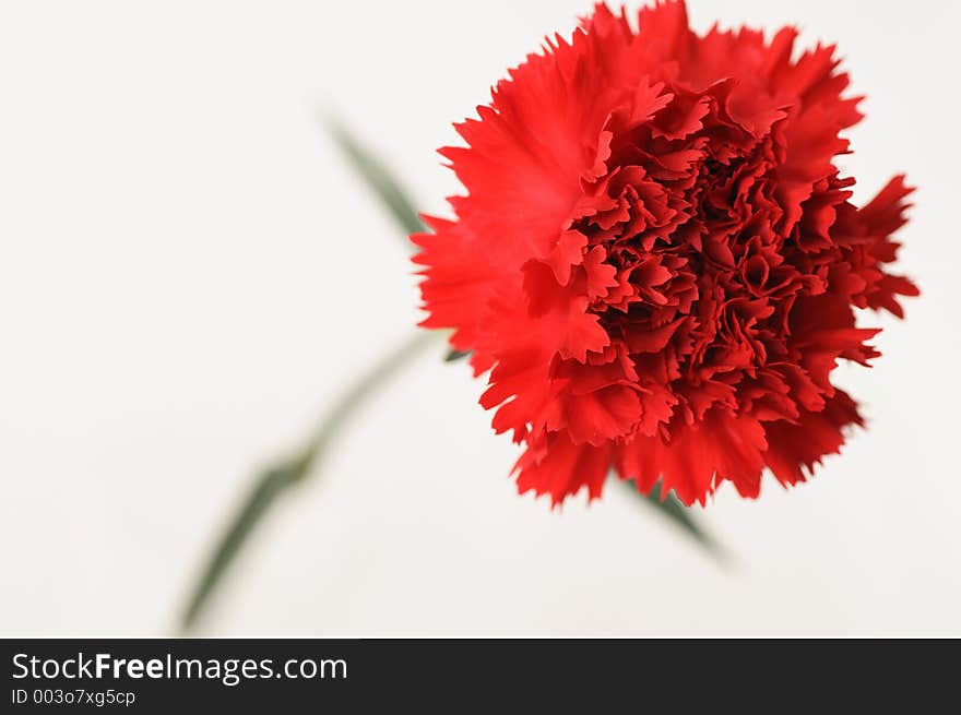 Red carnation in a white background