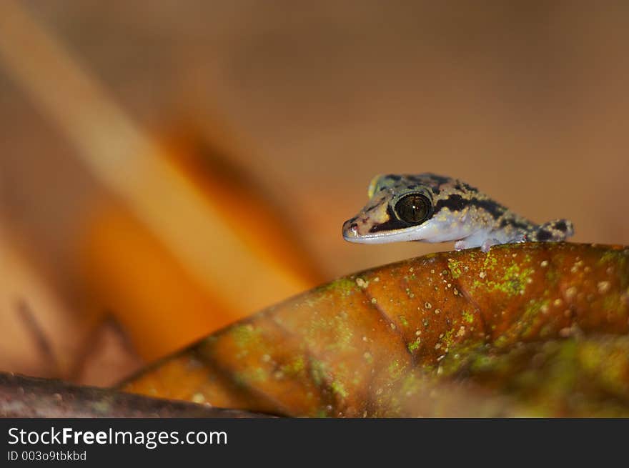 Wild gecko, Madagascar