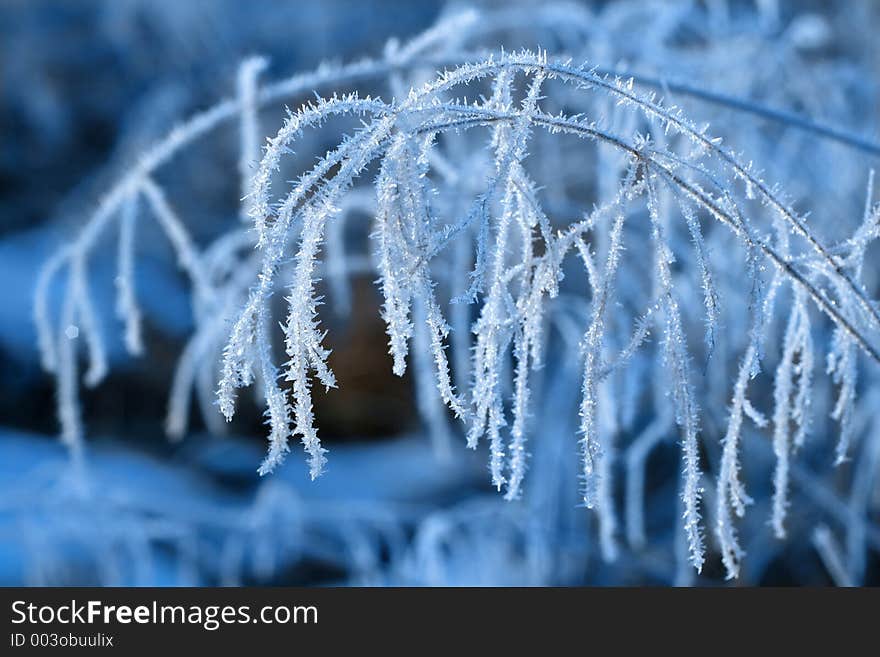 Ears with hoar-frost. Ears with hoar-frost