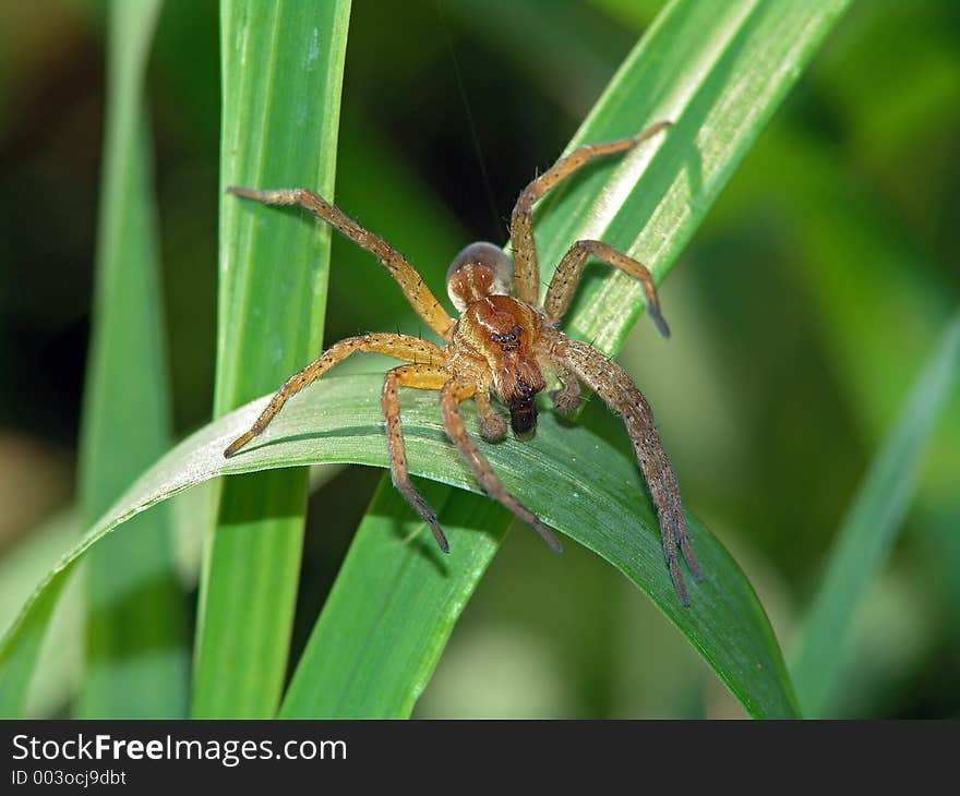 Spider Dolomedes fimbriatus with a trophy.