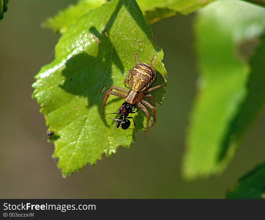 Spider Xysticus Cristatus, Eating An Ant.