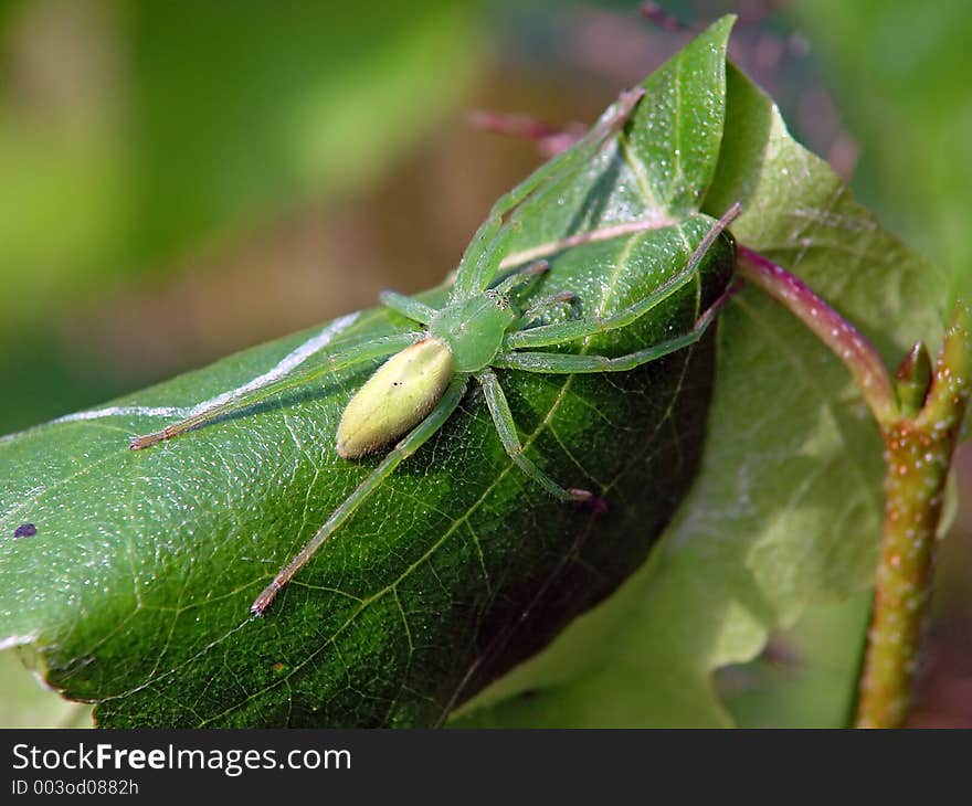 Probably Micrommata virescens. Meets seldom. The photo is made in Moscow areas (Russia). Original date/time: 2003:08:10 10:20:08. Probably Micrommata virescens. Meets seldom. The photo is made in Moscow areas (Russia). Original date/time: 2003:08:10 10:20:08.