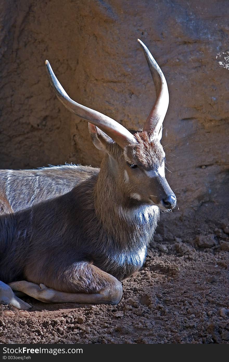 Antelope or deer lying in the sun in a zoo