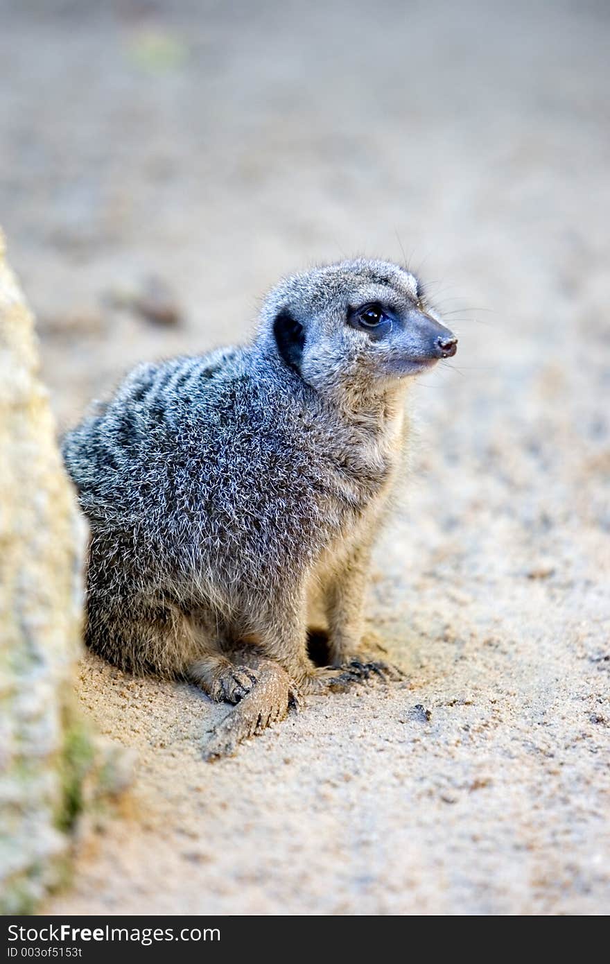 Small, furry alert meerkat on the lookout for danger. Small, furry alert meerkat on the lookout for danger