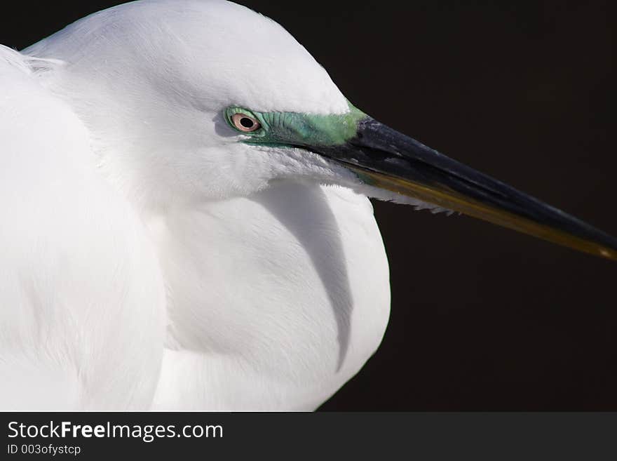 Egret in Florida. Egret in Florida