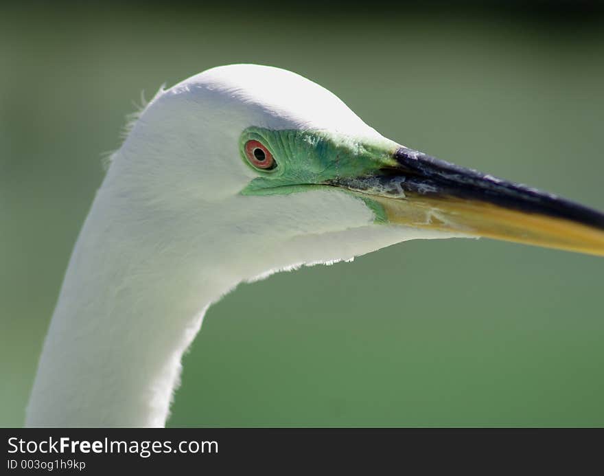 Egret in florida. Egret in florida