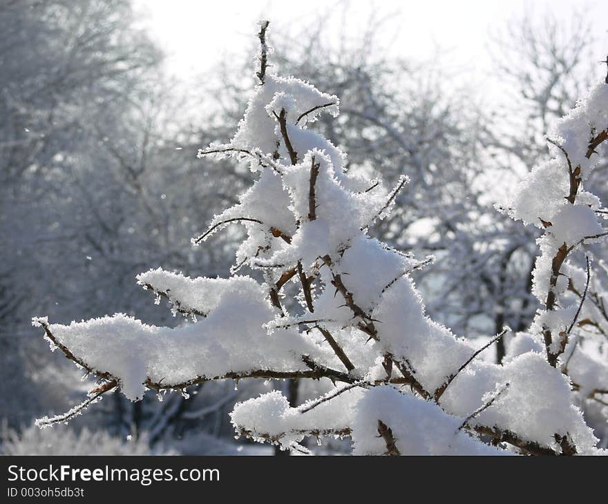 Bush in the snow