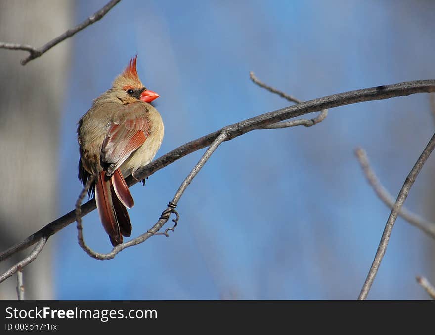 Female cardinal perched on a branch