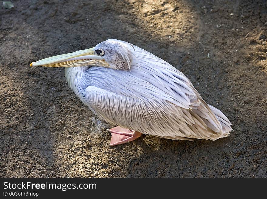 Looking down on a large pelican with long yellow beak and webbed feet on a dirty floor. Looking down on a large pelican with long yellow beak and webbed feet on a dirty floor