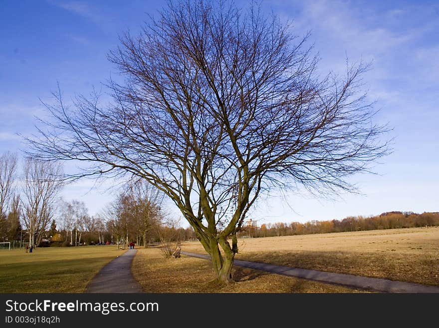 Two roads in either side of a leafless tree. Two roads in either side of a leafless tree