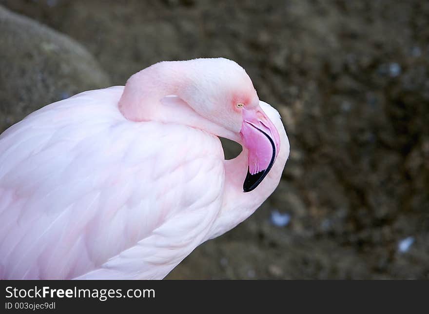 Close up of sleeping pink Flamingo