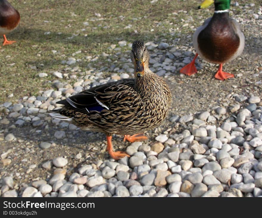 Farm duck