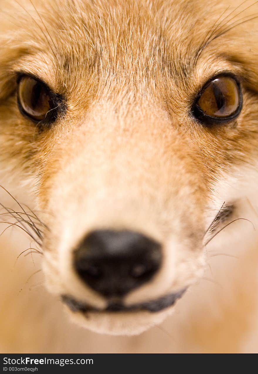 Detail shot of a stuffed fox. Detail shot of a stuffed fox.