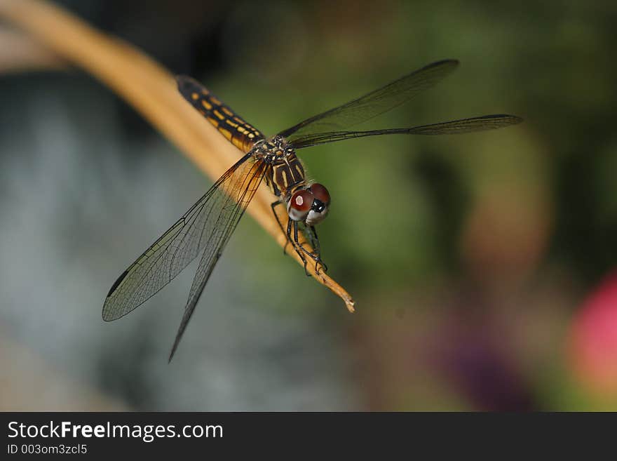 Close-up of a dragonfly resting on the end of a twig.