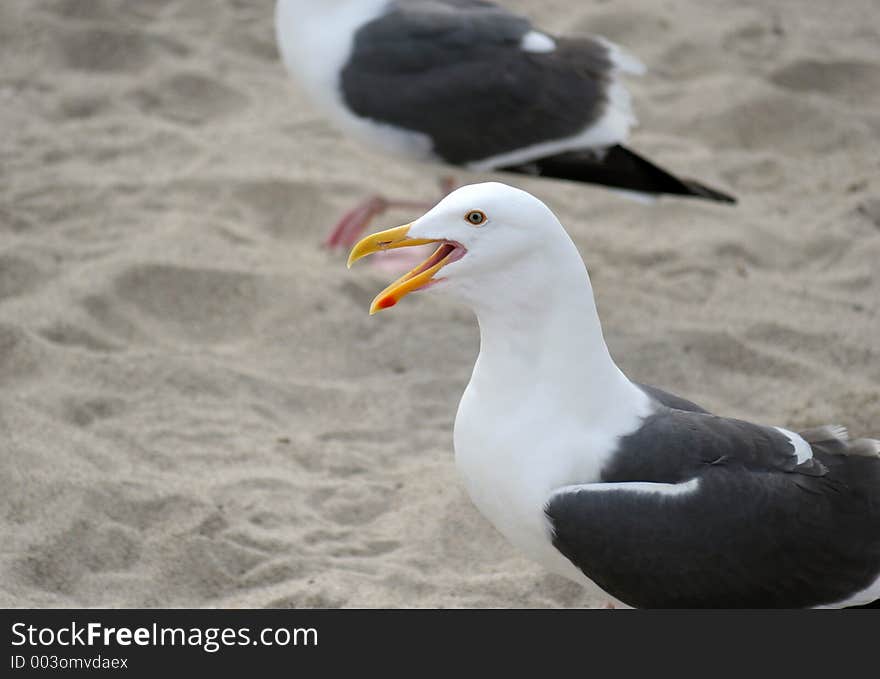 Squawking Seagull